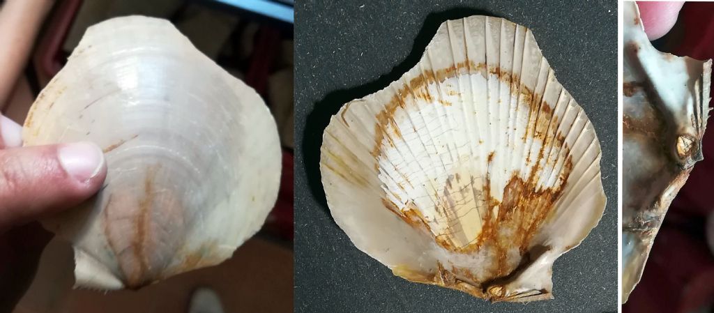 Aiuto determinazione molluschi fossili (?)